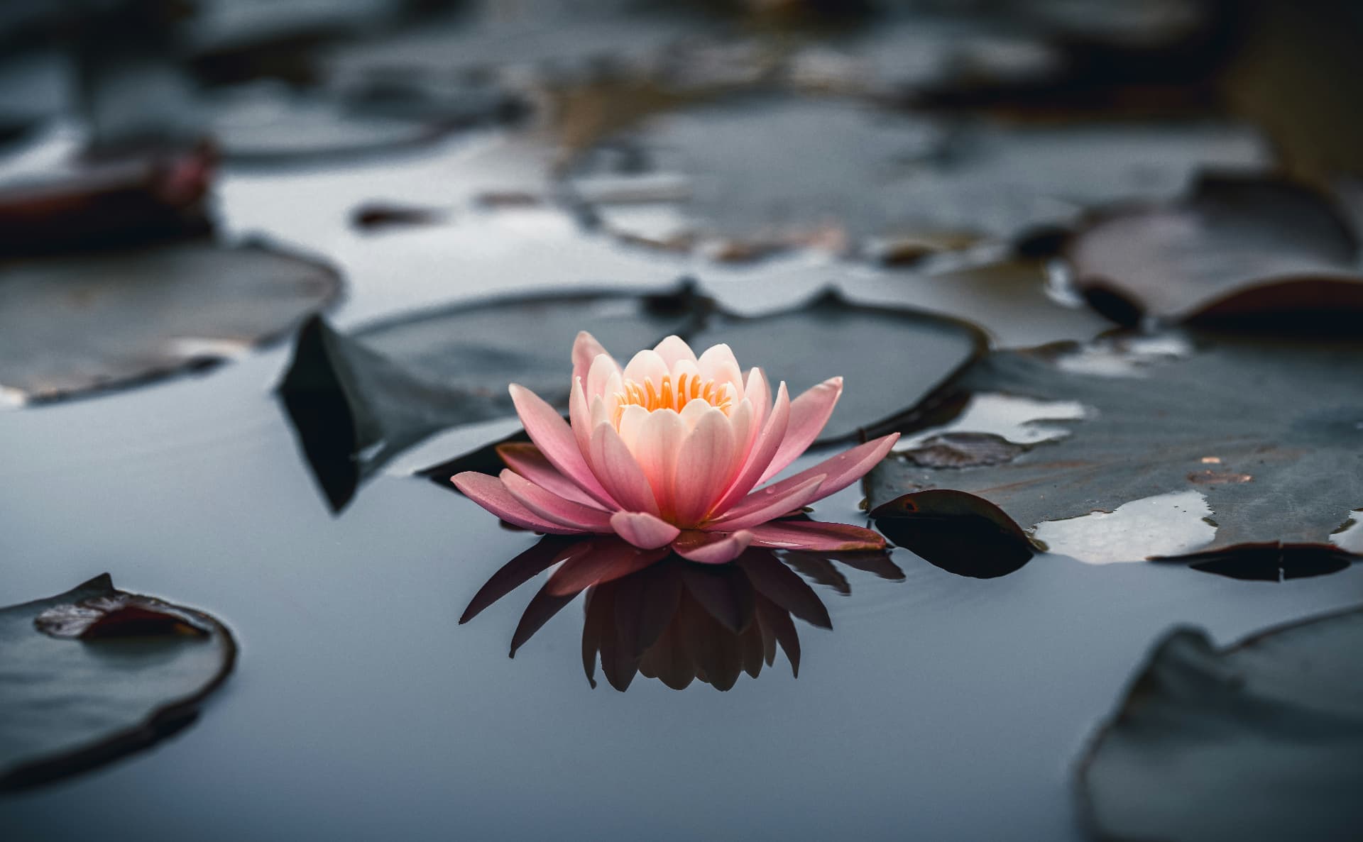 Flor-de-rosa delicada sobre água serena