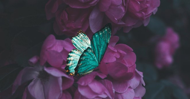 Borboleta verde-esmeralda sobre flores escuras